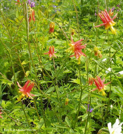 Wild Columbine,Eastern red columbine,honeysuckle
